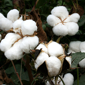 cotton-4220654_1920